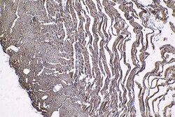 IMMT Mouse Monoclonal Antibody, Proteintech 20 &mu;L | Buy Online | Proteintech | Fisher Scientific