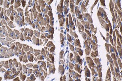 IMMT Mouse Monoclonal Antibody, Proteintech 20 &mu;L | Buy Online | Proteintech | Fisher Scientific