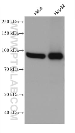 IMMT Mouse Monoclonal Antibody, Proteintech 20 &mu;L | Buy Online | Proteintech | Fisher Scientific