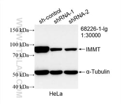 IMMT Mouse Monoclonal Antibody, Proteintech 20 &mu;L | Buy Online | Proteintech | Fisher Scientific