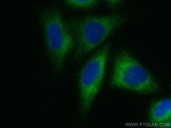 INF2 Mouse anti-Human, CoraLite 488, Clone: 4A11A7, Proteintech:Antibodies:Primary