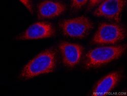 INF2 Mouse anti-Human, CoraLite 594, Clone: 4A11A7, Proteintech:Antibodies:Primary