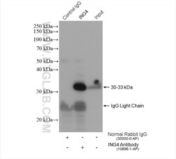ING4 Rabbit Polyclonal Antibody, Proteintech Unconjugated; 20 &mu;L:Antibodies,