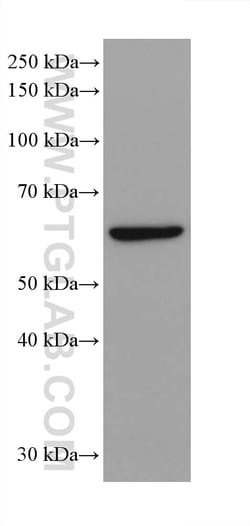 IRF3 Rabbit Recombinant Antibody, Proteintech Unconjugated; 100 &mu;L:Antibodies,