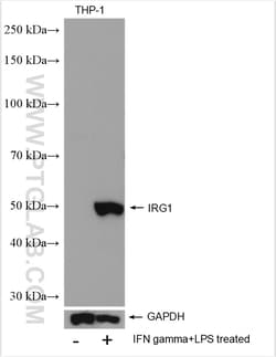 IRG1 Rabbit Polyclonal Antibody, Proteintech Unconjugated; 150 &mu;L:Antibodies,