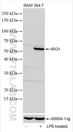 IRG1 Rabbit Polyclonal Antibody, Proteintech Unconjugated; 150 &mu;L:Antibodies,