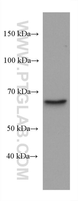 Importin Alpha 5 Mouse Monoclonal Antibody, Proteintech:Antibodies:Primary