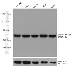 Importin Alpha 5 Mouse Monoclonal Antibody, Proteintech:Antibodies:Primary