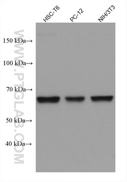 Importin Alpha 5 Mouse Monoclonal Antibody, Proteintech:Antibodies:Primary
