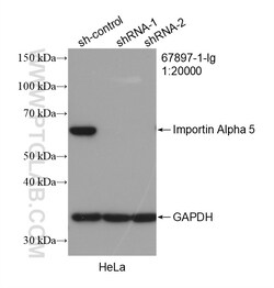 Importin Alpha 5 Mouse Monoclonal Antibody, Proteintech:Antibodies:Primary