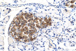Ins1 Mouse Monoclonal Antibody, Proteintech Unconjugated; 20 &mu;L:Antibodies,