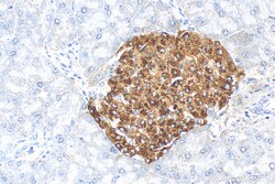 Ins1 Mouse Monoclonal Antibody, Proteintech Unconjugated; 20 &mu;L:Antibodies,