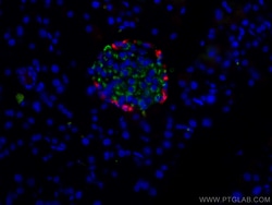 CoraLite Plus 488-conjugated Ins1 Mouse Monoclonal Antibody, Proteintech:Antibodies:Primary