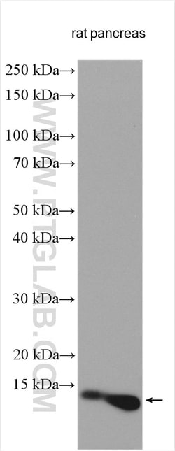 Ins1 Rabbit Polyclonal Antibody, Proteintech Unconjugated; 150 &mu;L:Antibodies,