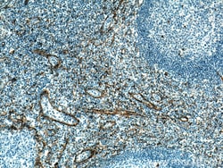 Integrin alpha 1 Rabbit Polyclonal Antibody, Proteintech:Antibodies:Primary