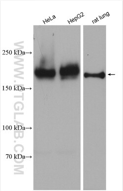 Integrin alpha 1 Rabbit Polyclonal Antibody, Proteintech:Antibodies:Primary