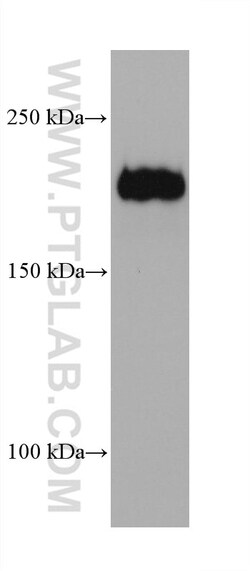 Integrin alpha 1 Mouse Monoclonal Antibody, Proteintech:Antibodies:Primary