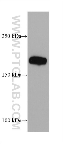 Integrin alpha 1 Mouse Monoclonal Antibody, Proteintech:Antibodies:Primary