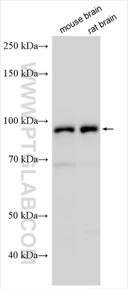 Integrin beta-8 Rabbit Polyclonal Antibody, Proteintech:Antibodies:Primary