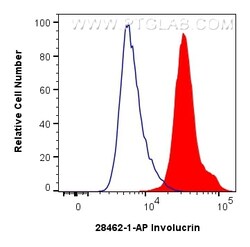 Involucrin Rabbit Polyclonal Antibody, Proteintech:Antibodies:Primary Antibodies