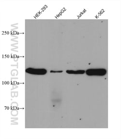 JAK3 Rabbit Recombinant Antibody, Proteintech:Antibodies:Primary Antibodies