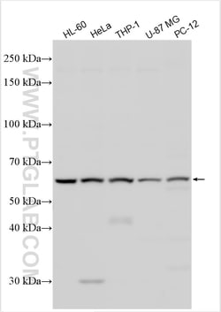 KCNS1 Rabbit Polyclonal Antibody, Proteintech Unconjugated; 20 &mu;L:Antibodies,