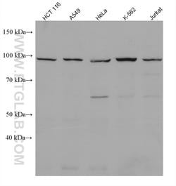 KDM1B Mouse Monoclonal Antibody, Proteintech Unconjugated; 20 &mu;L:Antibodies,