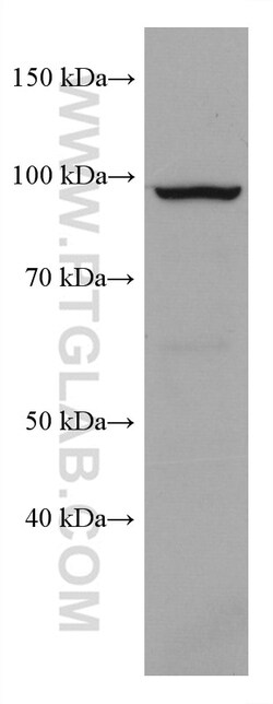 KDM1B Mouse Monoclonal Antibody, Proteintech Unconjugated; 20 &mu;L:Antibodies,