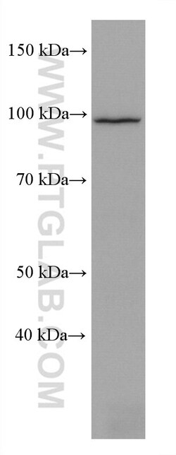 KDM1B Mouse Monoclonal Antibody, Proteintech Unconjugated; 20 &mu;L:Antibodies,