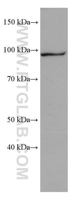 KDM1B Mouse Monoclonal Antibody, Proteintech Unconjugated; 20 &mu;L:Antibodies,