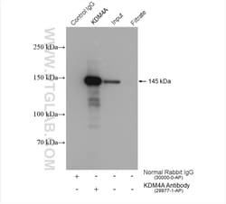 KDM4A Rabbit Polyclonal Antibody, Proteintech Unconjugated; 150 &mu;L:Antibodies,