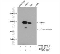KDM4A Rabbit Polyclonal Antibody, Proteintech Unconjugated; 150 &mu;L:Antibodies,