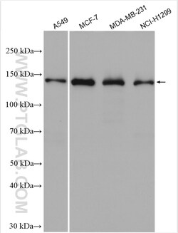 KDM4A Rabbit Polyclonal Antibody, Proteintech Unconjugated; 150 &mu;L:Antibodies,