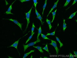 CoraLite Plus 488-conjugated KEAP1 Mouse Monoclonal Antibody, Proteintech:Antibodies:Primary