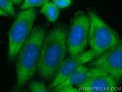 CoraLite Plus 488-conjugated KIAA1199 / CEMIP Rabbit Polyclonal Antibody,