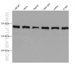 KIAA1429 Mouse Monoclonal Antibody, Proteintech Unconjugated; 20 &mu;L:Antibodies,