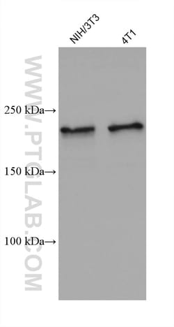 KIAA1429 Mouse Monoclonal Antibody, Proteintech Unconjugated; 20 &mu;L:Antibodies,