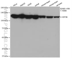 KIF5B Rabbit Recombinant Antibody, Proteintech:Antibodies:Primary Antibodies