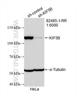 KIF5B Rabbit Recombinant Antibody, Proteintech:Antibodies:Primary Antibodies