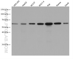 KLHL25 Mouse Monoclonal Antibody, Proteintech:Antibodies:Primary Antibodies