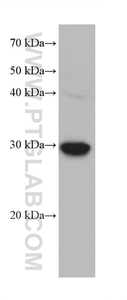 KLK8 Mouse Monoclonal Antibody, Proteintech Unconjugated; 150 &mu;L:Antibodies,