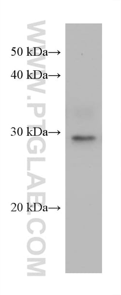 KLK8 Mouse Monoclonal Antibody, Proteintech Unconjugated; 150 &mu;L:Antibodies,