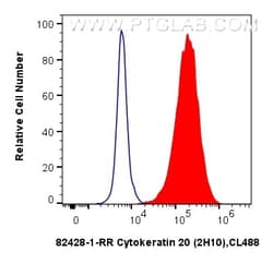Cytokeratin 20 Rabbit Recombinant Antibody, Proteintech:Antibodies:Primary