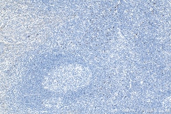 LAG-3/CD223 Rabbit Polyclonal Antibody, Proteintech Unconjugated; 20 &mu;L:Antibodies,