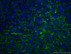 CoraLite Plus 488-conjugated LAIR1 Mouse Monoclonal Antibody, Proteintech