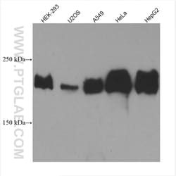 Laminin beta 1 Mouse Monoclonal Antibody, Proteintech Unconjugated; 20