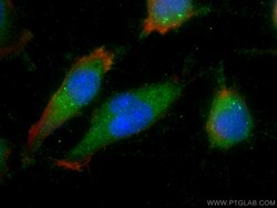 LANCL1 Mouse Monoclonal Antibody, Proteintech Unconjugated; 20 &mu;L:Antibodies,