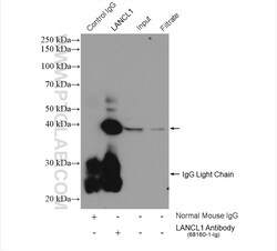 LANCL1 Mouse Monoclonal Antibody, Proteintech Unconjugated; 20 &mu;L:Antibodies,