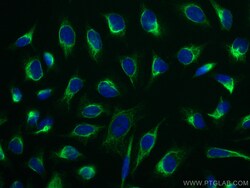 CoraLite Plus 488-conjugated LAP3 Mouse Monoclonal Antibody, Proteintech:Antibodies:Primary