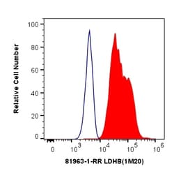LDHB Rabbit Recombinant Antibody, Proteintech Unconjugated; 100 &mu;L:Antibodies,